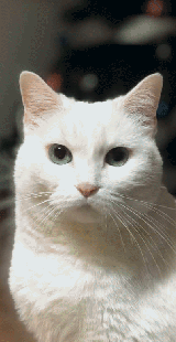 Kora